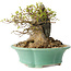 Acer buergerianum, 13 cm, ± 25 jaar oud, met een nebari van 13 cm
