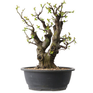 Pseudocydonia sinensis, 38 cm, ± 30 jaar oud