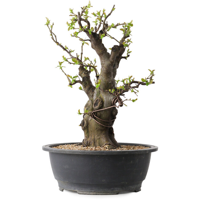 Pseudocydonia sinensis, 38 cm, ± 30 jaar oud, met een nebari van 19 cm