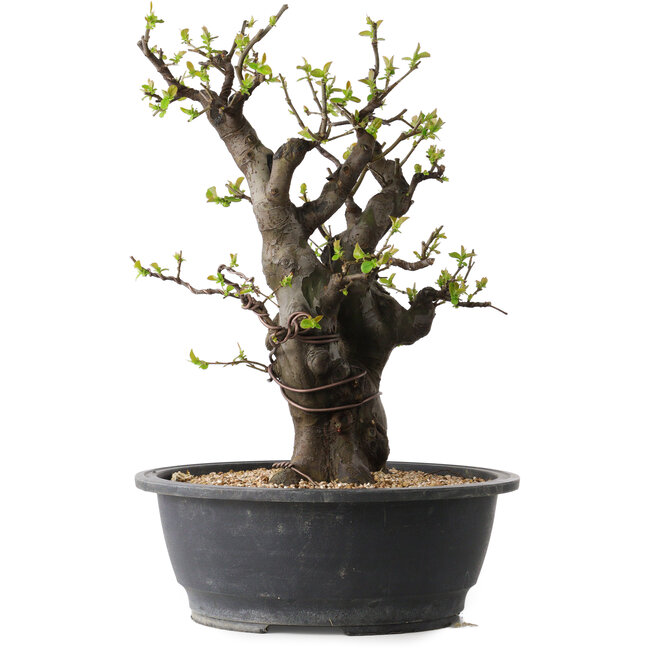 Pseudocydonia sinensis, 38 cm, ± 30 jaar oud, met een nebari van 19 cm