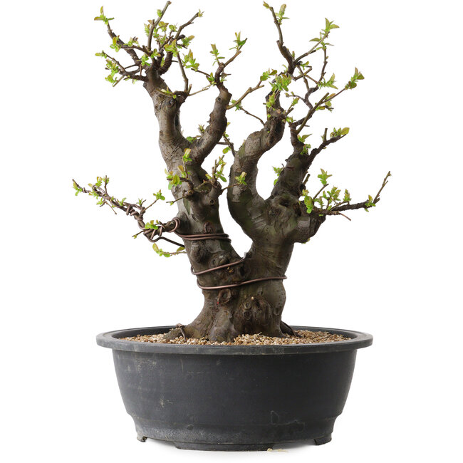 Pseudocydonia sinensis, 38 cm, ± 30 jaar oud, met een nebari van 19 cm