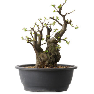 Pseudocydonia sinensis, 33 cm, ± 30 years old