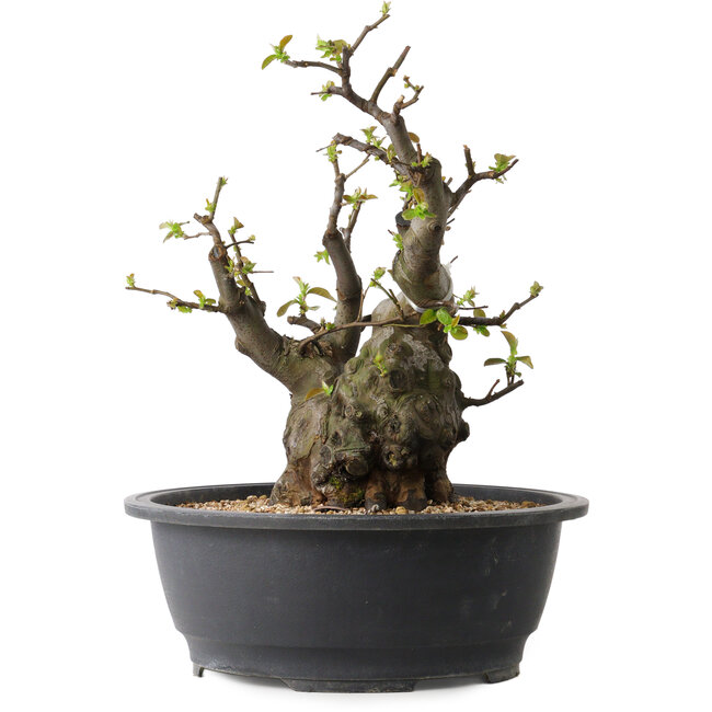 Pseudocydonia sinensis, 33 cm, ± 30 jaar oud, met een nebari van 12 cm