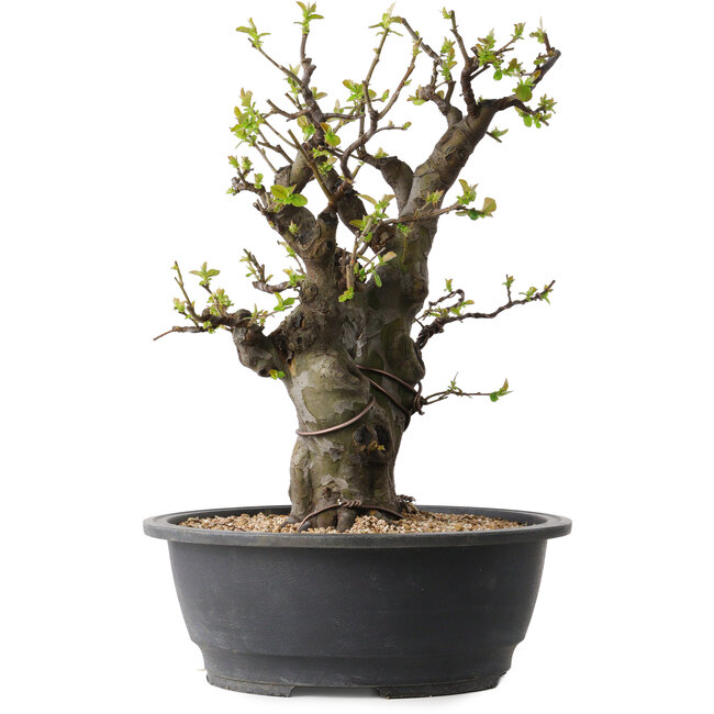 Pseudocydonia sinensis, 38 cm, ± 30 jaar oud, met een nebari van 19 cm