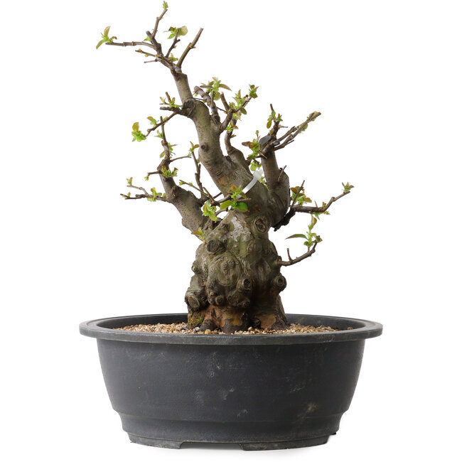 Pseudocydonia sinensis, 33 cm, ± 30 jaar oud, met een nebari van 12 cm