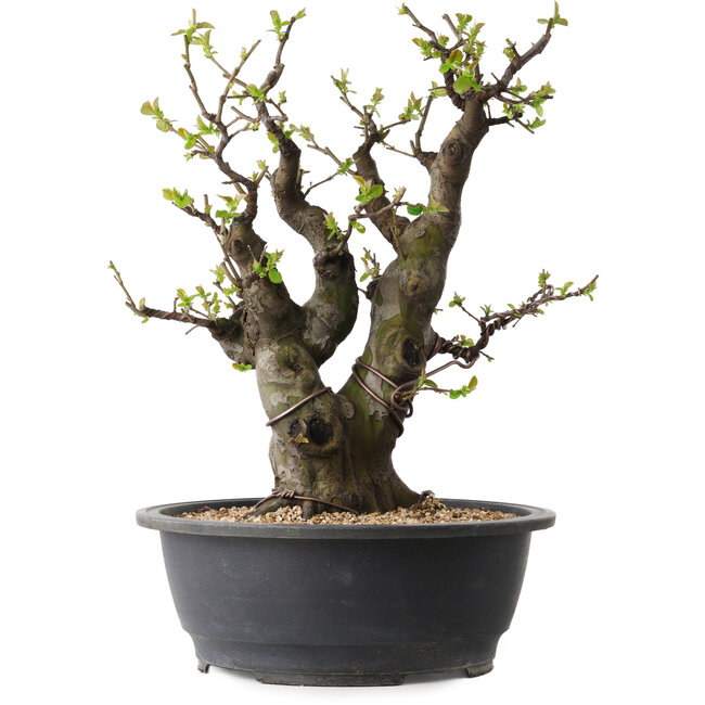 Pseudocydonia sinensis, 38 cm, ± 30 jaar oud, met een nebari van 19 cm