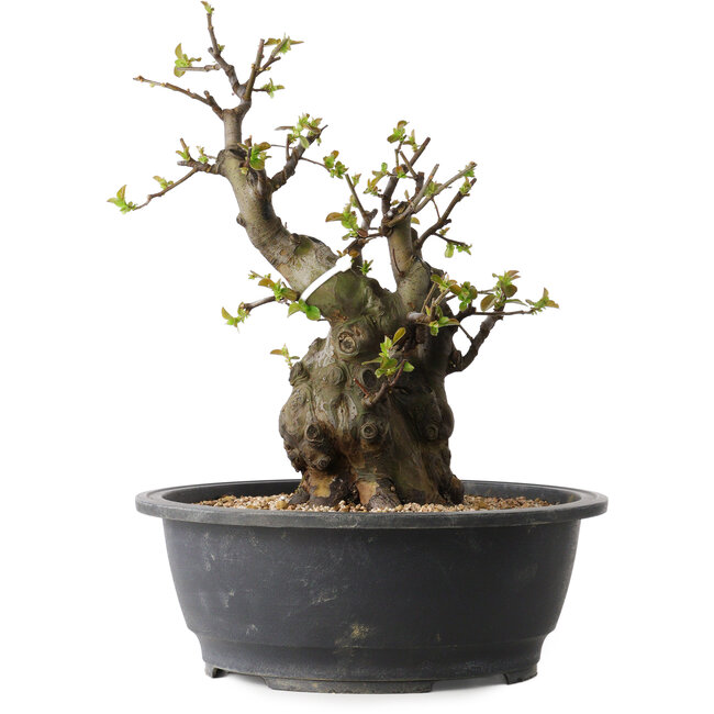 Pseudocydonia sinensis, 33 cm, ± 30 jaar oud, met een nebari van 12 cm