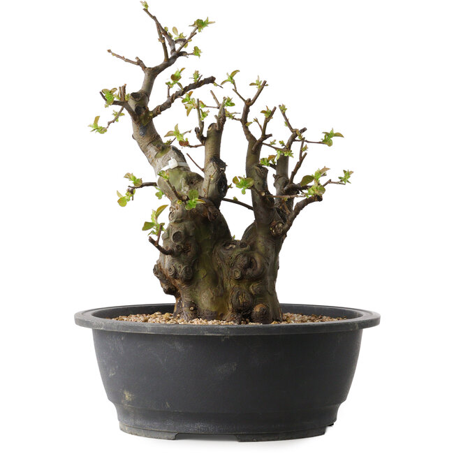 Pseudocydonia sinensis, 33 cm, ± 30 jaar oud, met een nebari van 12 cm