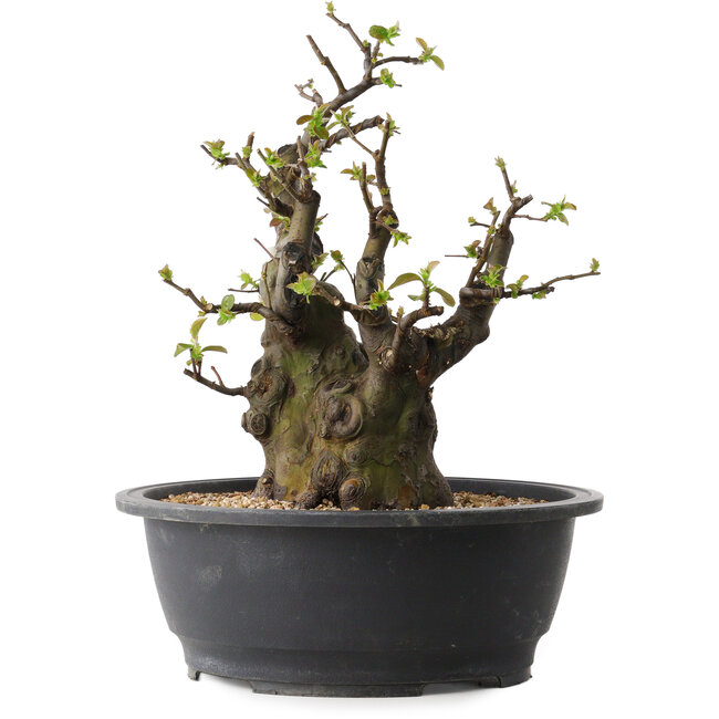 Pseudocydonia sinensis, 33 cm, ± 30 Jahre alt, mit einem Nebari von 12 cm