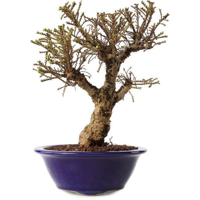 Ulmus parvifolia Micro, 17 cm, ± 15 jaar oud