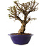 Ulmus parvifolia Micro, 17 cm, ± 15 jaar oud