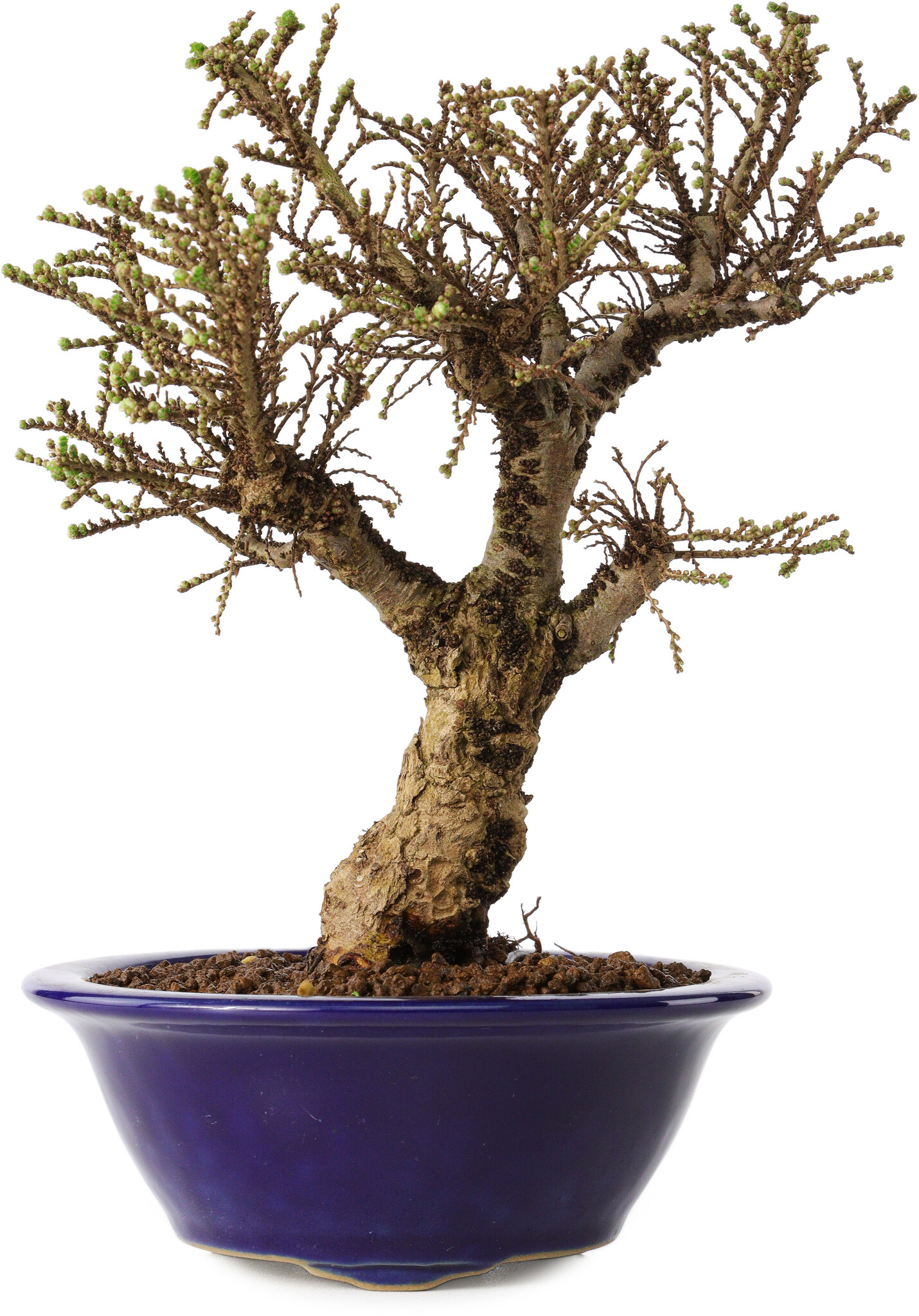 Ulmus parvifolia Micro, 17 cm,  15 years old - Bonsai Plaza