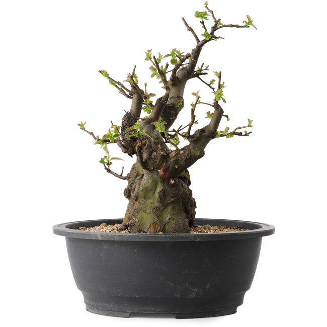 Pseudocydonia sinensis, 33 cm, ± 30 jaar oud, met een nebari van 12 cm