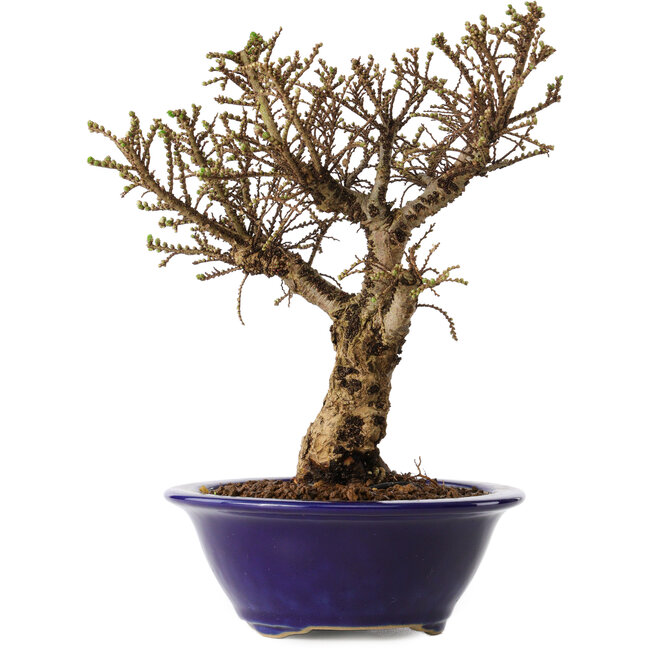 Ulmus parvifolia Micro, 17 cm, ± 15 years old