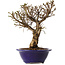 Ulmus parvifolia Micro, 17 cm, ± 15 jaar oud
