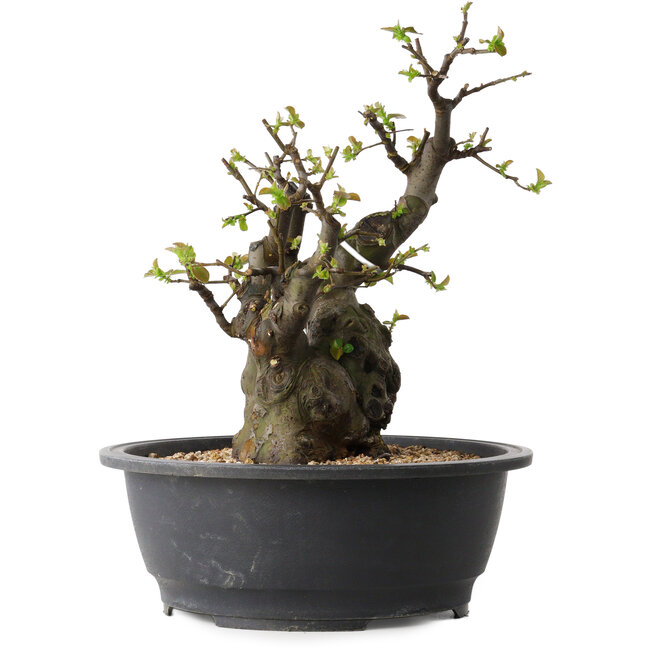 Pseudocydonia sinensis, 33 cm, ± 30 jaar oud, met een nebari van 12 cm