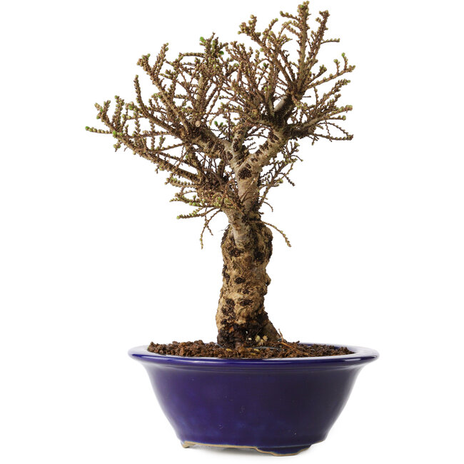 Ulmus parvifolia Micro, 17 cm, ± 15 jaar oud