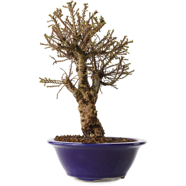 Ulmus parvifolia Micro, 17 cm, ± 15 jaar oud