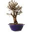 Ulmus parvifolia Micro, 17 cm, ± 15 jaar oud
