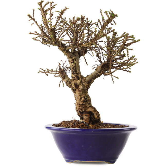 Ulmus parvifolia Micro, 17 cm, ± 15 años