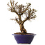 Ulmus parvifolia Micro, 17 cm, ± 15 jaar oud