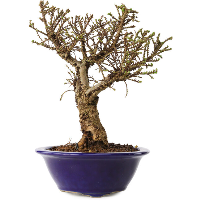 Ulmus parvifolia Micro, 17 cm, ± 15 ans