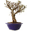 Ulmus parvifolia Micro, 17 cm, ± 15 jaar oud