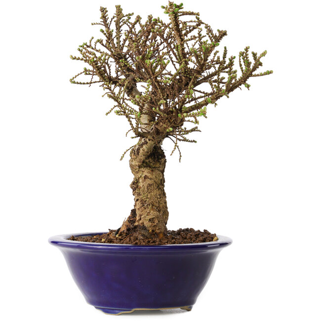 Ulmus parvifolia Micro, 17 cm, ± 15 años