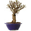 Ulmus parvifolia Micro, 17 cm, ± 15 jaar oud