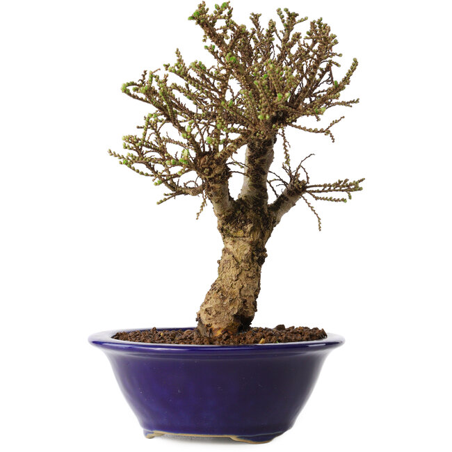 Ulmus parvifolia Micro, 17 cm, ± 15 ans