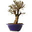 Ulmus parvifolia Micro, 17 cm, ± 15 jaar oud