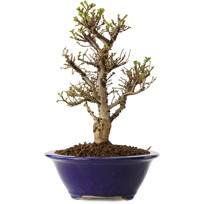 Ulmus parvifolia Micro, 16 cm, ± 15 jaar oud