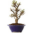 Ulmus parvifolia Micro, 16 cm, ± 15 jaar oud