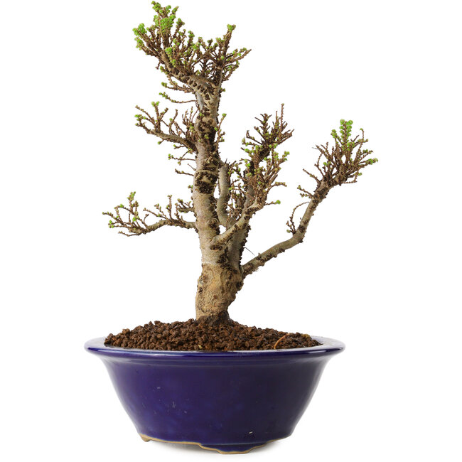 Ulmus parvifolia Micro, 16 cm, ± 15 Jahre alt