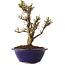 Ulmus parvifolia Micro, 16 cm, ± 15 jaar oud