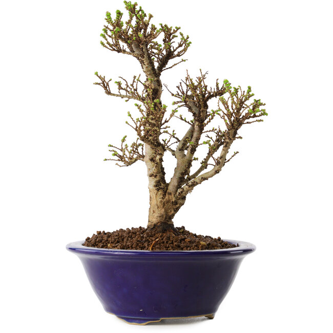 Ulmus parvifolia Micro, 16 cm, ± 15 anni