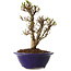 Ulmus parvifolia Micro, 16 cm, ± 15 jaar oud