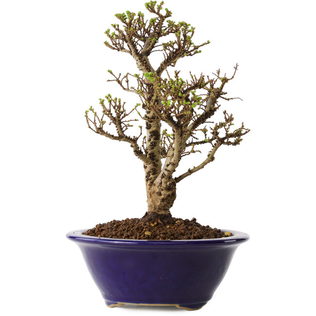 Ulmus parvifolia Micro, 16 cm, ± 15 anni