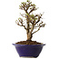 Ulmus parvifolia Micro, 16 cm, ± 15 jaar oud