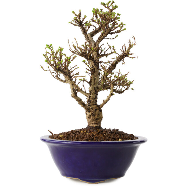 Ulmus parvifolia Micro, 16 cm, ± 15 jaar oud