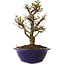 Ulmus parvifolia Micro, 16 cm, ± 15 jaar oud