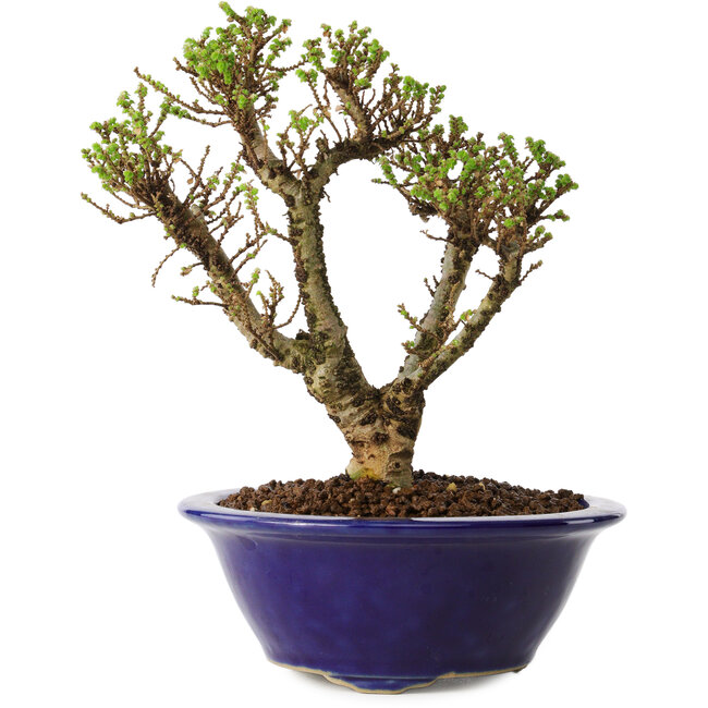 Ulmus parvifolia Micro, 14 cm, ± 15 jaar oud