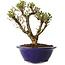 Ulmus parvifolia Micro, 14 cm, ± 15 jaar oud