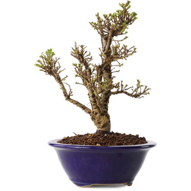 Ulmus parvifolia Micro, 16 cm, ± 15 Jahre alt