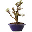 Ulmus parvifolia Micro, 16 cm, ± 15 jaar oud