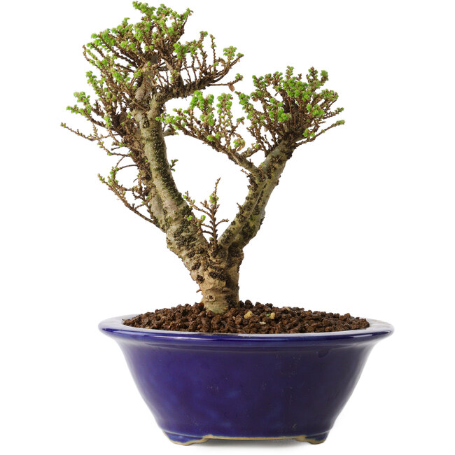 Ulmus parvifolia Micro, 14 cm, ± 15 años