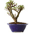 Ulmus parvifolia Micro, 14 cm, ± 15 jaar oud