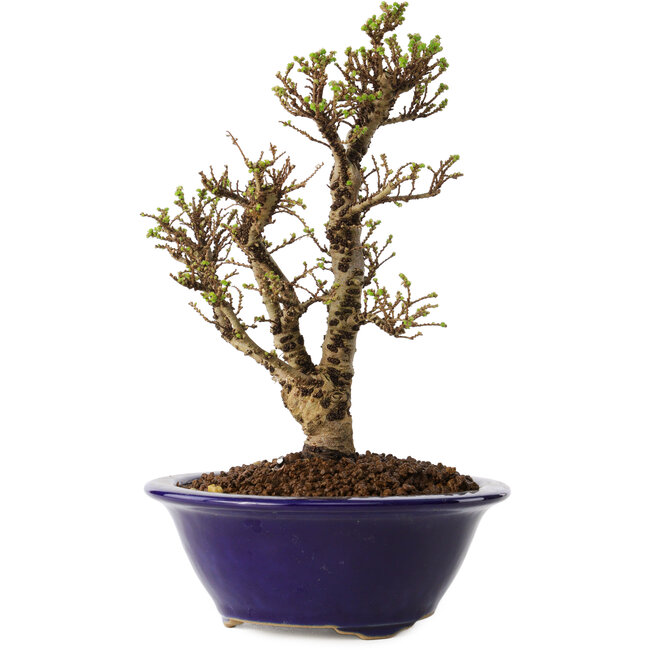 Ulmus parvifolia Micro, 16 cm, ± 15 Jahre alt