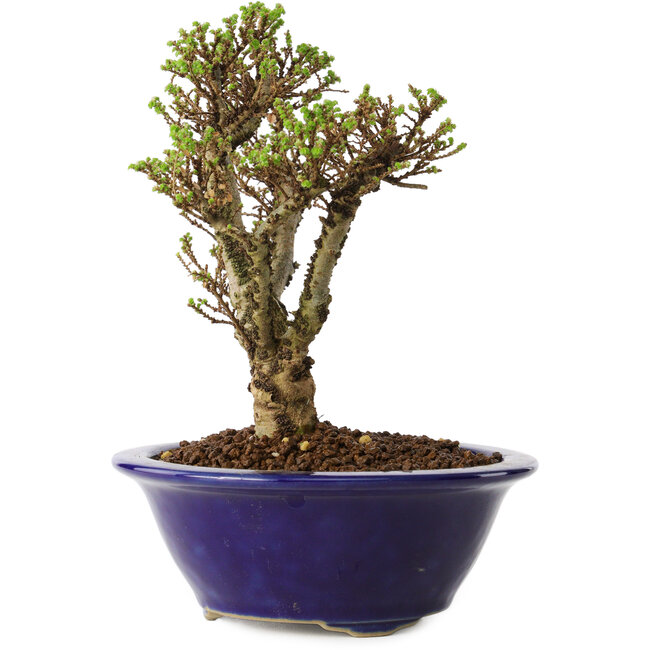 Ulmus parvifolia Micro, 14 cm, ± 15 Jahre alt