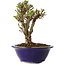 Ulmus parvifolia Micro, 14 cm, ± 15 jaar oud